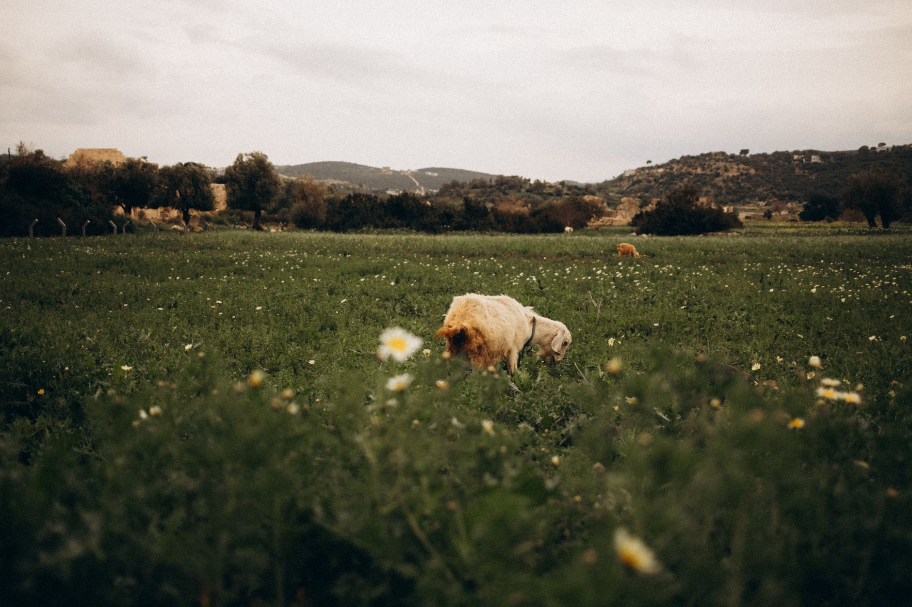 Farm vet examining sheep in a field