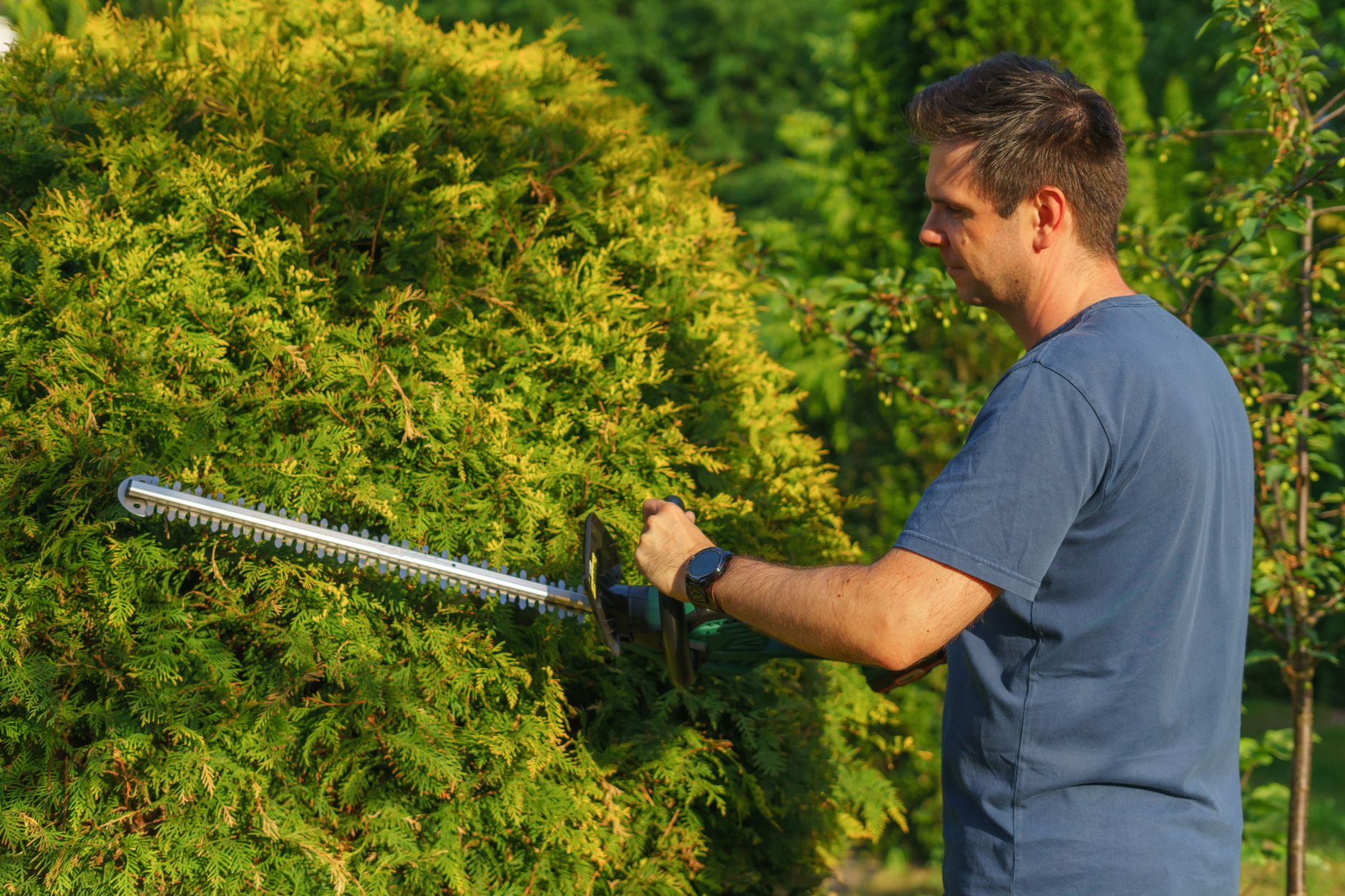Hedge being trimmed with garden tools