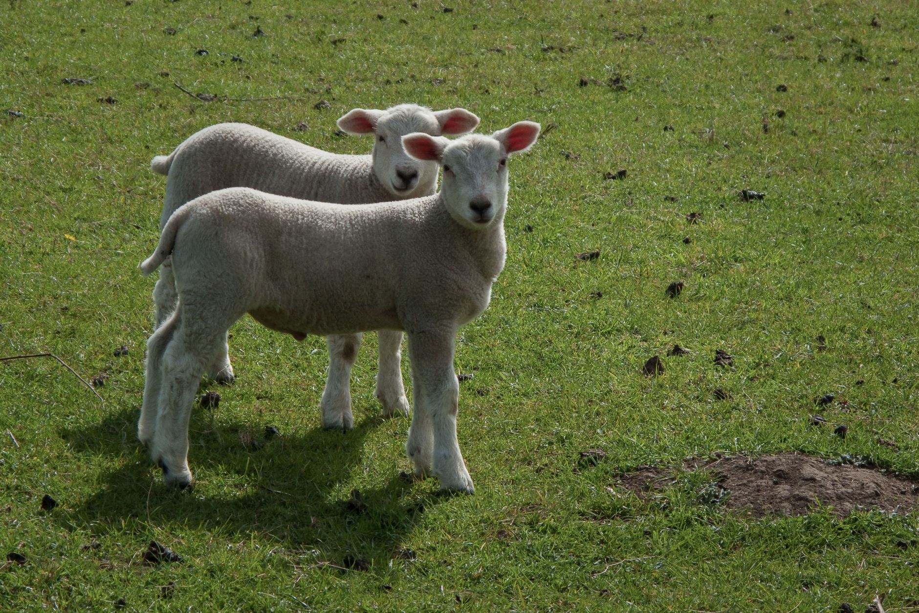 Lambs in a field on a Cornwall farm in spring