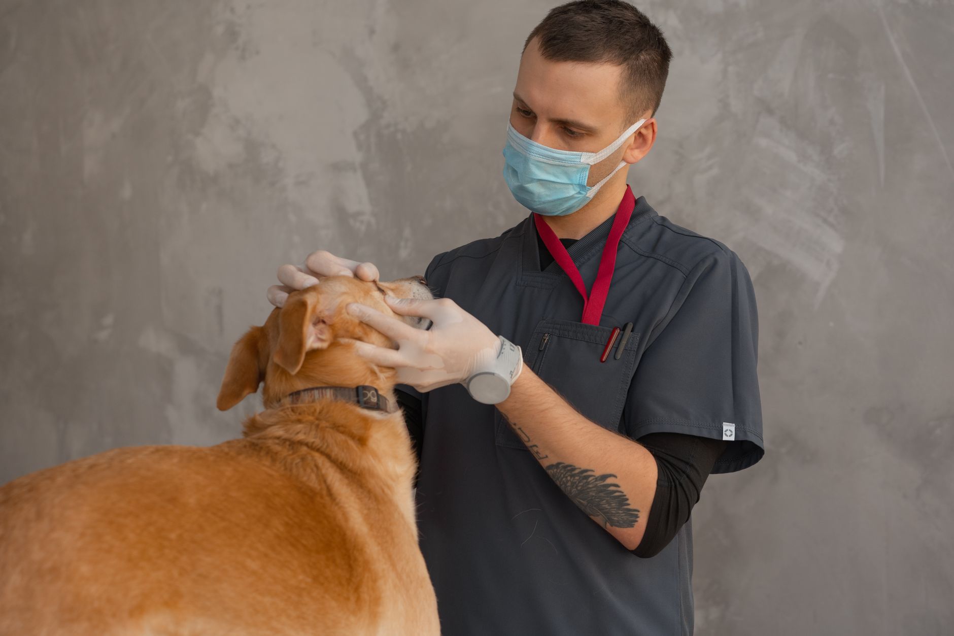 Veterinarian examining a dog in a clinic